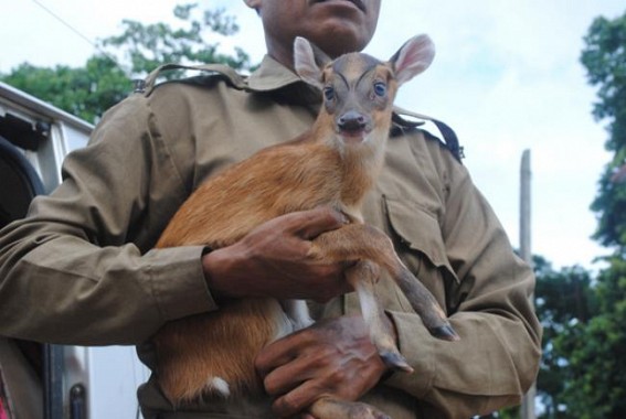 Fawn of barking family rescued